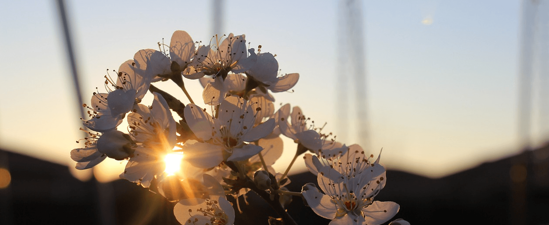 White blossoms with sun flare